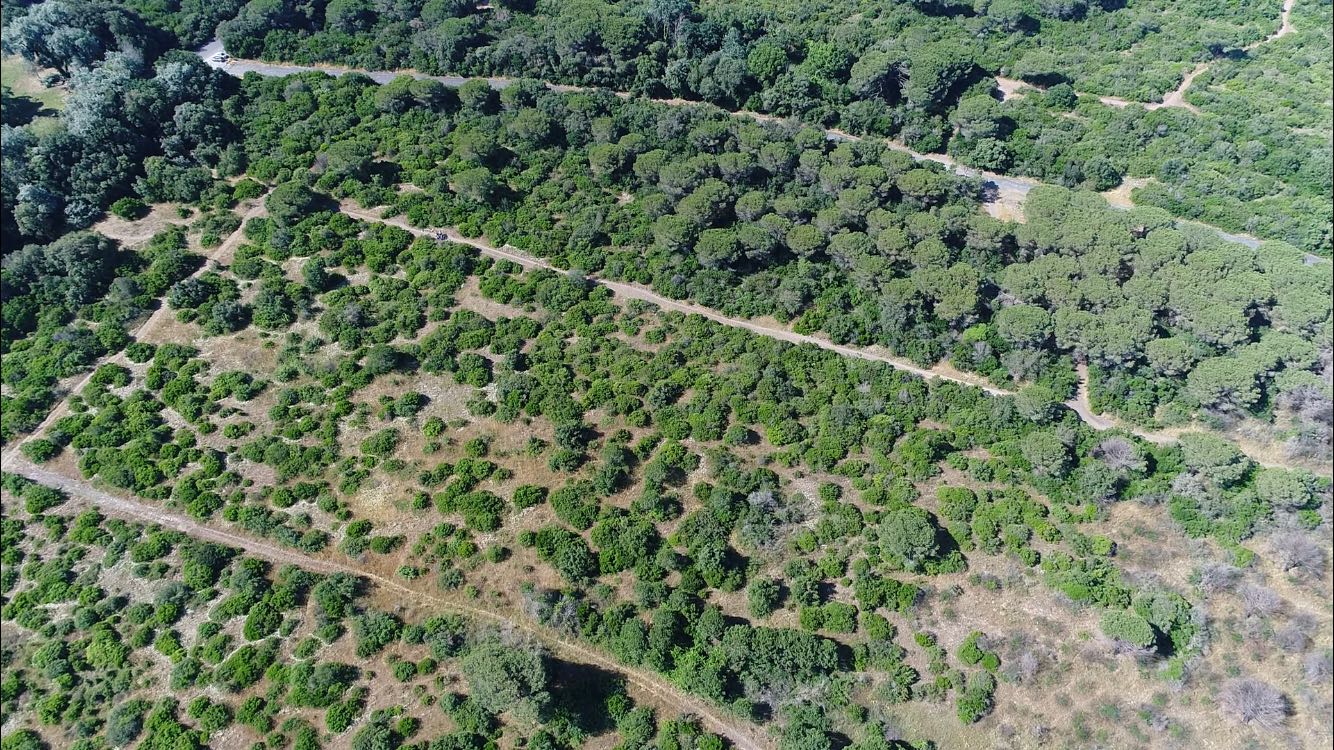 La Pineta di Castelfusano in volo....